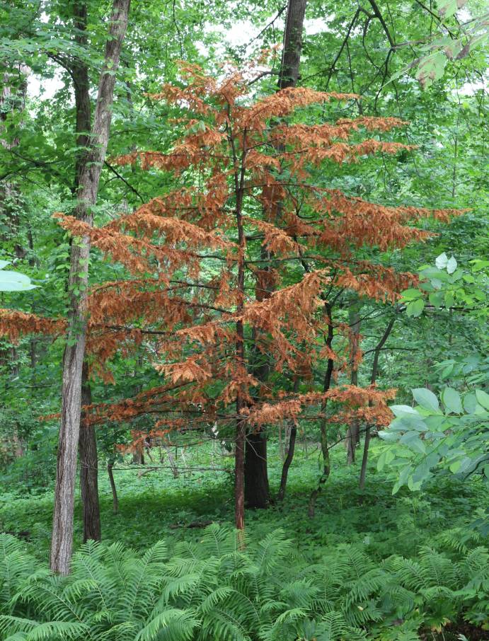 Conifer that died after repeated buck rubs.